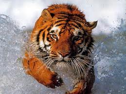 el tigre es un animal carnivoro ya que comeanimales...